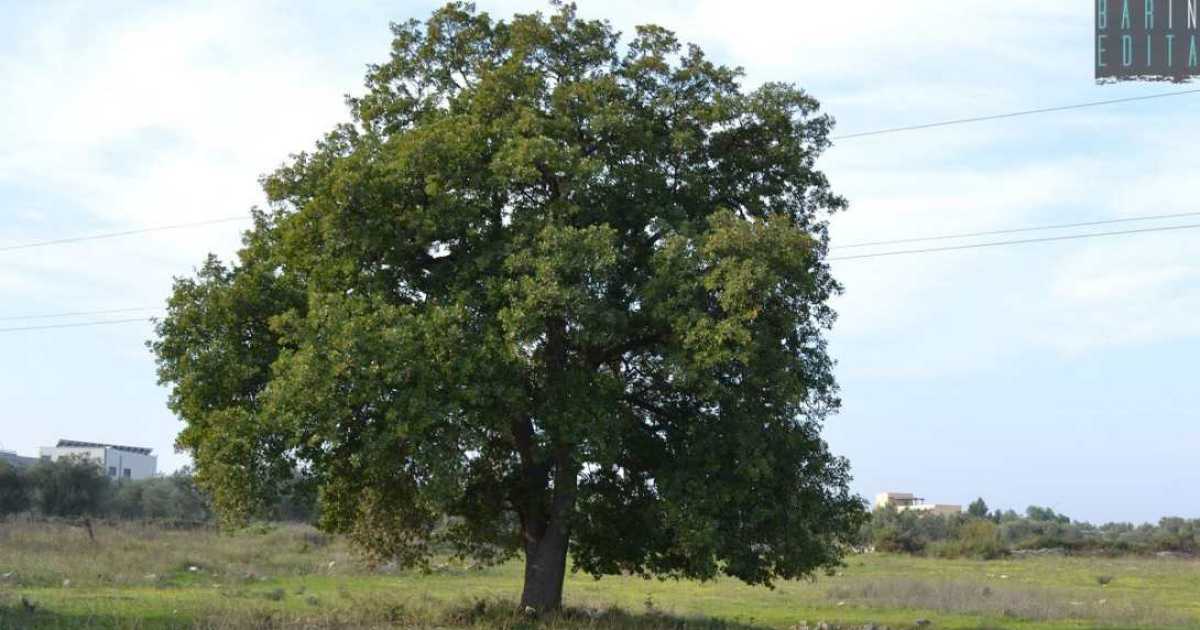 Monumentali e sopravvissuti all'uomo: sono gli otto "patriarchi verdi della Conca di Bari"